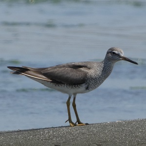 キアシシギ